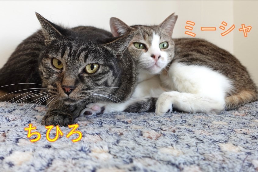 写真：現在のちひろ