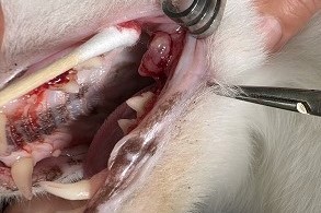 写真：治療前の如月