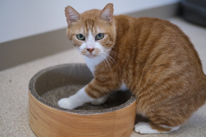 写真：治療後の如月