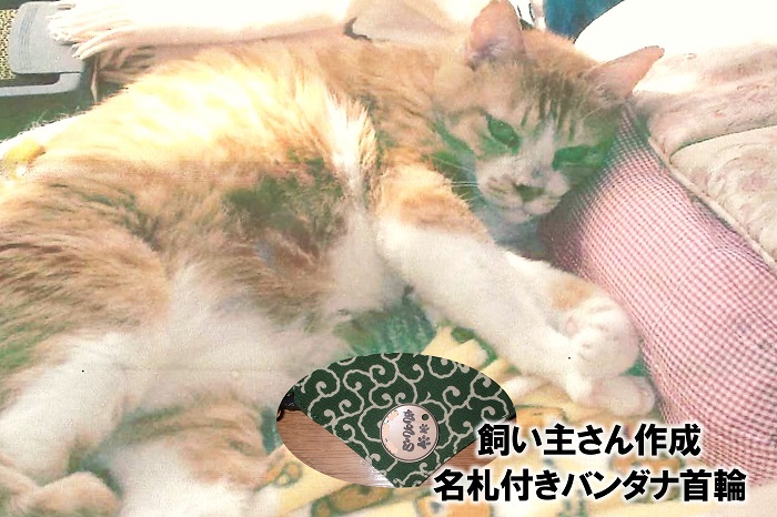 写真：譲渡後の如月