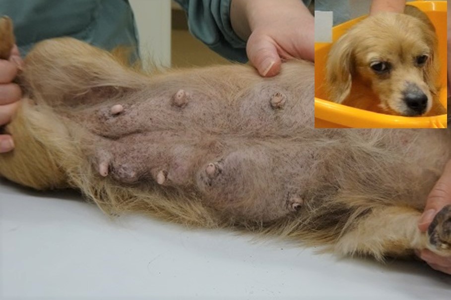 写真：治療前のユリア