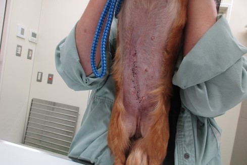 写真：治療後のユリア