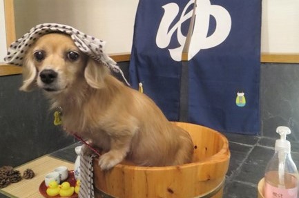 写真：譲渡後のユリア