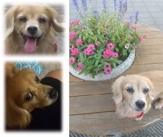 写真：譲渡後のユリア