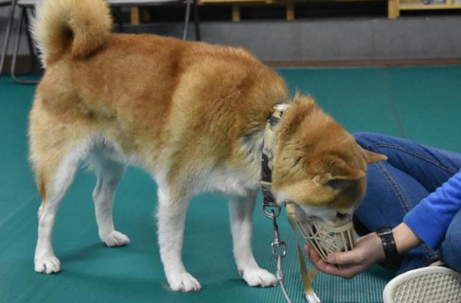 写真:口輪を装着する練習の様子