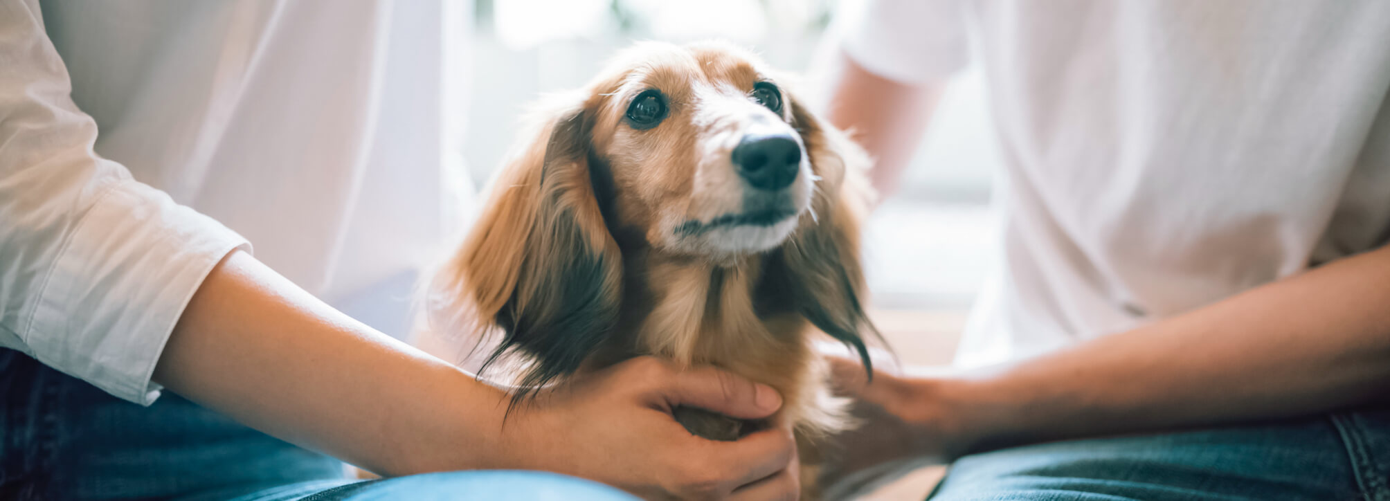 写真:犬のいる暮らしの様子