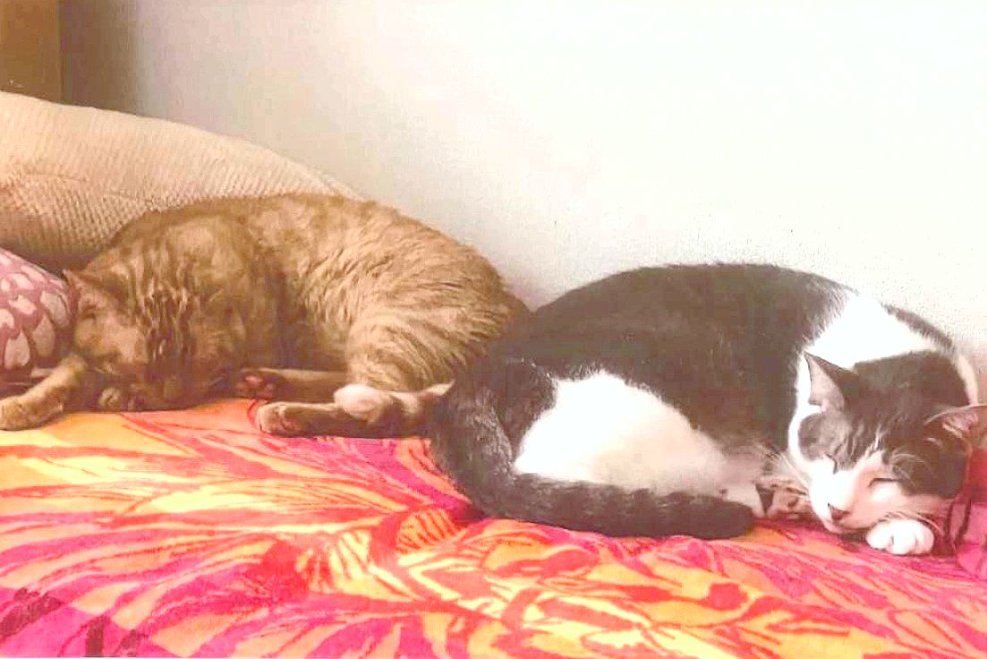 写真：２頭の猫の写真