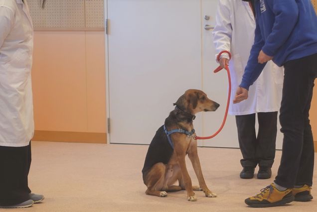 写真:犬の写真