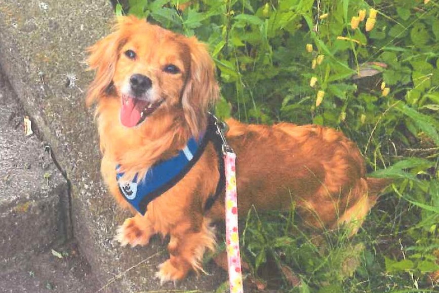 写真：１頭の犬の写真