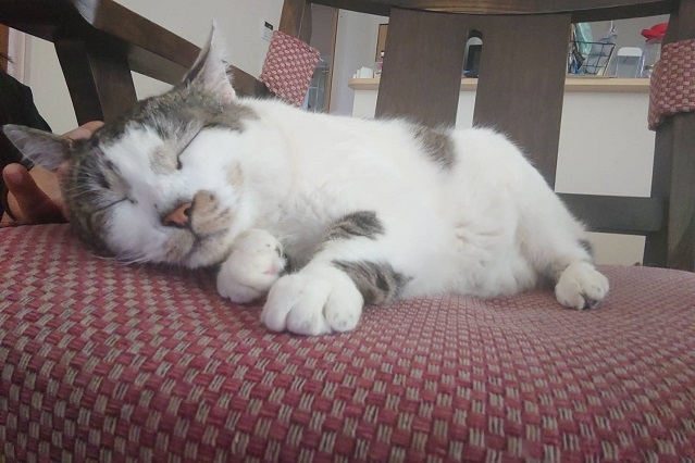 写真:1頭の猫の写真
