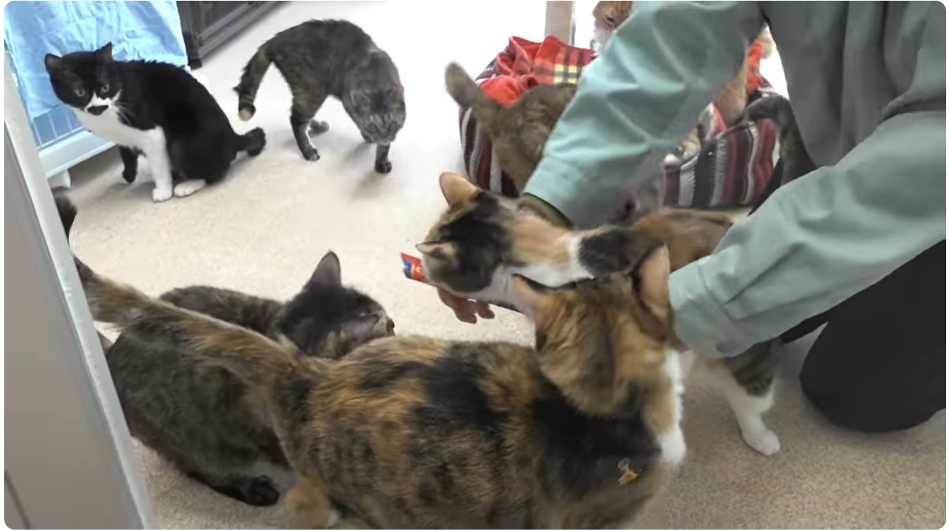 写真：オンライン譲渡会の視聴イメージ（猫）