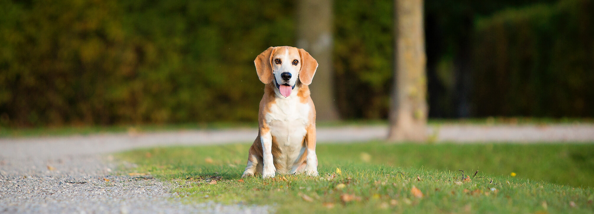 写真：迷子になっている犬の様子