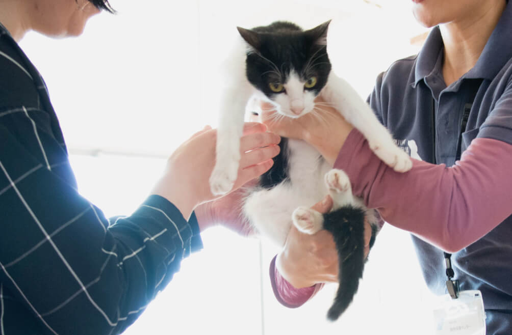 写真:里親に猫を手渡ししている様子