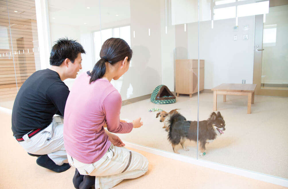写真:夫婦が愛護センターにいる犬を見学している様子