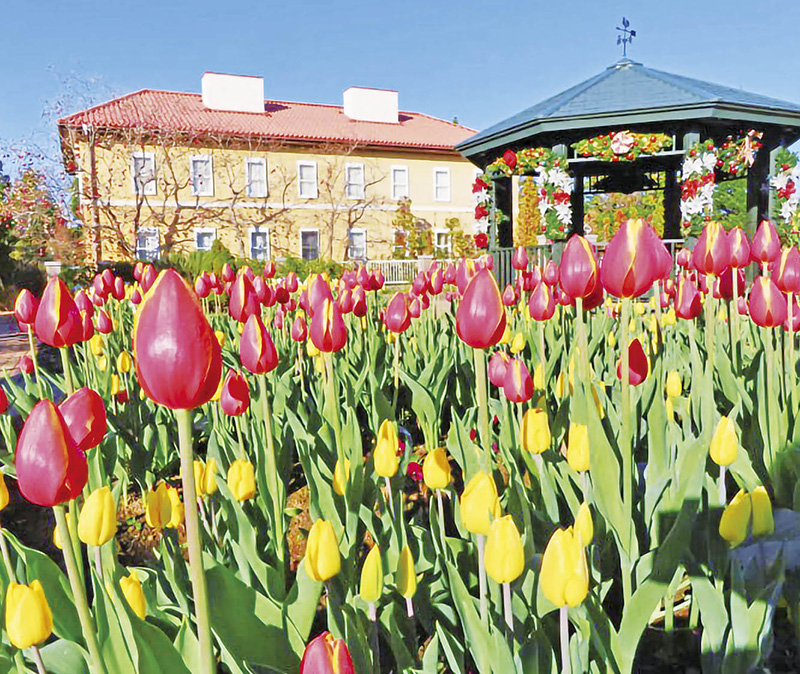 チューリップが咲いた施設の園庭