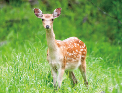 里山にくらす動物（鹿）