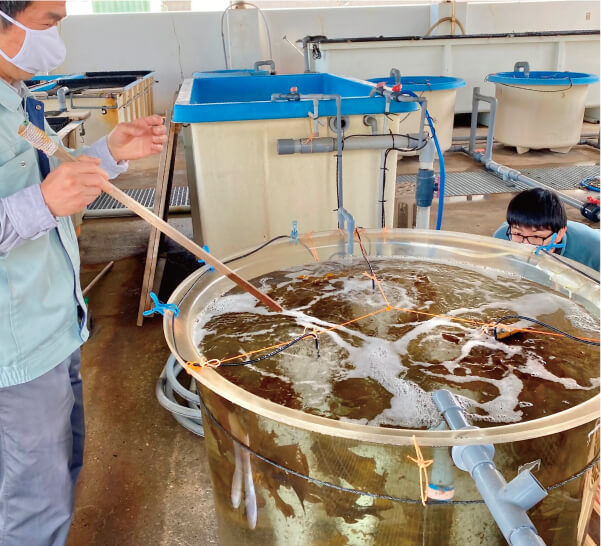 人工種苗の大量生産