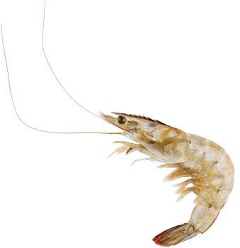 バナメイエビ