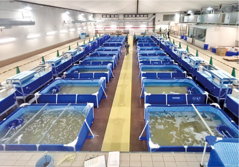 バナメイエビの養殖施設