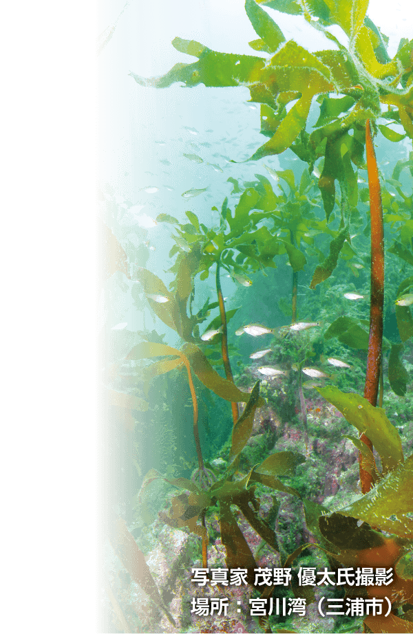 海底写真&emsp;写真家&nbsp;茂野&nbsp;優太氏撮影&emsp;場所：宮川湾（三浦市）