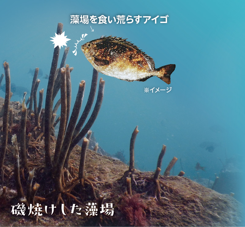 藻場を食い荒らすアイゴにより磯焼けした藻場※イメージ